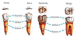 Câte canale în dinți sunt tabelul localizării rădăcinilor în maxilarul unei persoane