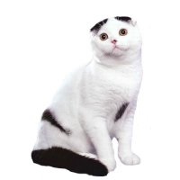 Scottish fold