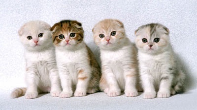 Scottish Fold creatie de creaturi - rase de pisici