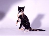 Meg kell vágni a macska karmát a macska karmai megnyomásával, lerövidítve a macska karmát, ellenőrizve a hosszúságot