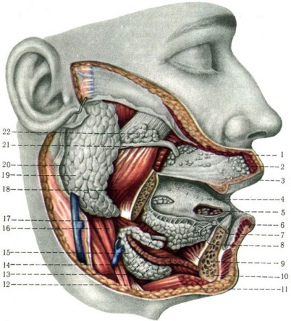 Glandele salivare, anatomia umană