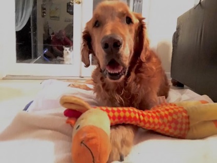 Un câine care se luptă cu cancerul nu poate merge singuri, așa că proprietarii îl dau pe el