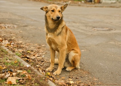 Câine sub copacul a cinci povești care pot deveni fericiți