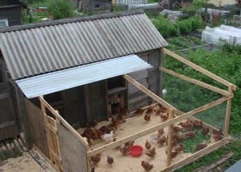 Conținutul găinilor ouătoare în casă