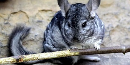 O interpretare de vis a unui chinchilla să viseze despre un chinchilla într-un vis