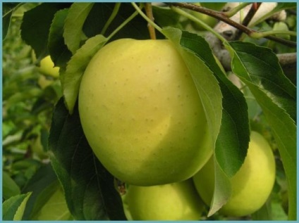 Soiuri de mere cu o denumire și descriere medunitsa, lobo, delights gold