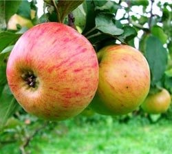 Soiuri de mere cu o denumire și descriere medunitsa, lobo, delights gold