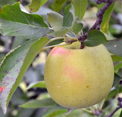 Arany alma fajta finom fotó, vélemények, leírás, jellemzők