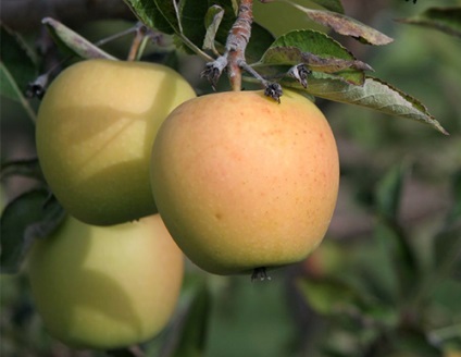 Arany alma fajta finom fotó, vélemények, leírás, jellemzők
