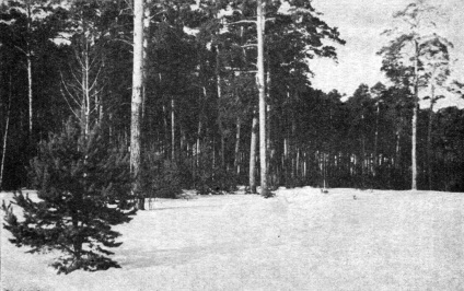 Fenyő (Pinus sylvestris) - pinus silvestris l