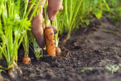 Sfaturi pentru grădinari că planta în iulie-august, pentru a utiliza site-ul la maxim - de cumpărare