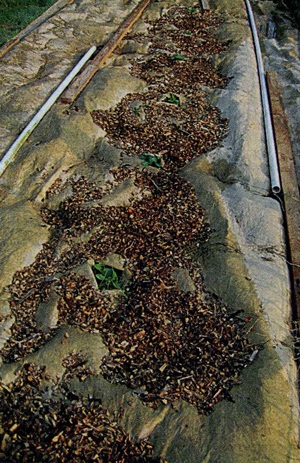 A burgonya termesztésének módja - papíron