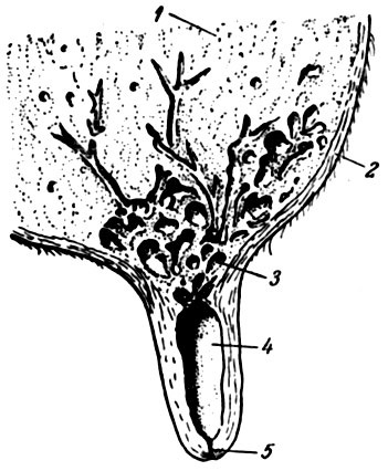 Structura glandei mamare 1965 azim g