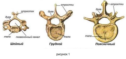 Structura coloanei vertebrale umane