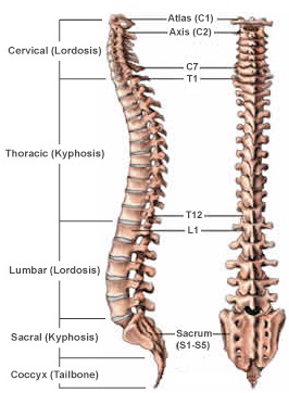 Structura coloanei vertebrale umane