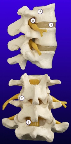 Structura coloanei vertebrale umane