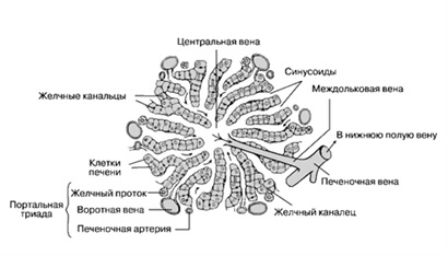 Unitate structurală funcțională a ficatului