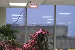Tehnologia LED pentru grădina de pe pervazul ferestrei
