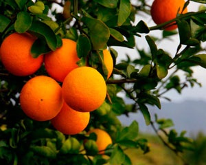 Proprietăți și utilizarea uleiului esențial de mandarine