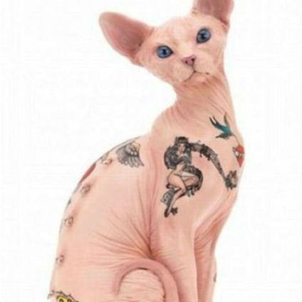 Tetoválások háziállatok számára