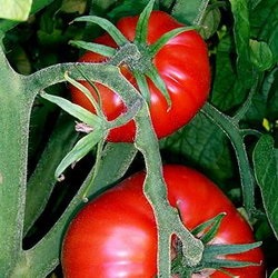 Tomate din Kamchatka - agroxxi