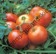 Tomato - margloob - (marglobe) 10 semințe