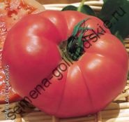 Tomato - margloob - (marglobe) 10 semințe