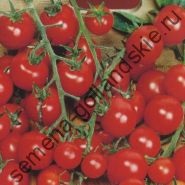 Tomato - margloob - (marglobe) 10 semințe