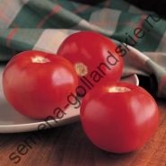 Tomato - margloob - (marglobe) 10 semințe