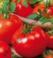 Tomato - margloob - (marglobe) 10 semințe