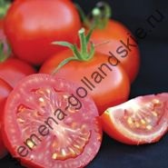 Tomato - margloob - (marglobe) 10 semințe