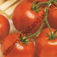 Tomato - margloob - (marglobe) 10 semințe