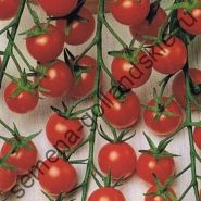 Tomato - margloob - (marglobe) 10 semințe