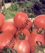 Tomato - margloob - (marglobe) 10 semințe