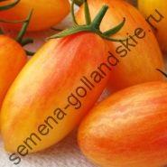 Tomato - margloob - (marglobe) 10 semințe