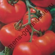 Tomato - margloob - (marglobe) 10 semințe