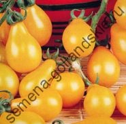 Tomato - margloob - (marglobe) 10 semințe