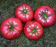 Tomato - margloob - (marglobe) 10 semințe