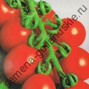 Tomato - margloob - (marglobe) 10 semințe