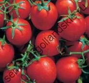 Tomato - margloob - (marglobe) 10 semințe