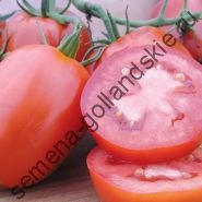 Tomato - margloob - (marglobe) 10 semințe