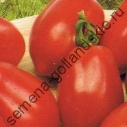 Tomato - margloob - (marglobe) 10 semințe