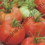 Tomato - margloob - (marglobe) 10 semințe