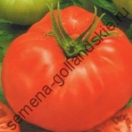 Tomato - margloob - (marglobe) 10 semințe