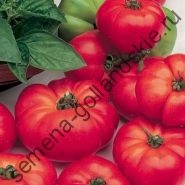 Tomato - margloob - (marglobe) 10 semințe