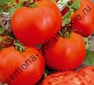 Tomato - margloob - (marglobe) 10 semințe