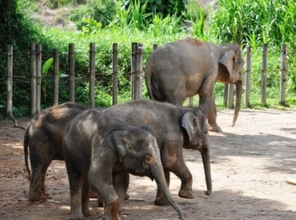 Cele 25 de animale uimitoare, considerate în mod eronat dispărute