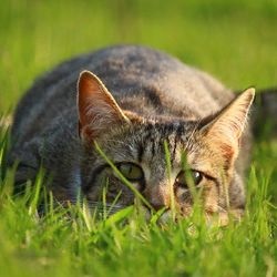 Gyógynövények a hasmenéshez egy macskában - mindent a szerelemről a macskákról és a macskákról