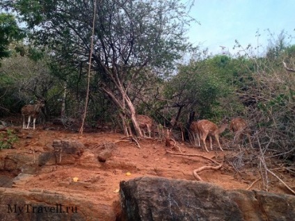 Trincomalee (tricomalee) sri-lanka - comentarii, plaje cu fotografii