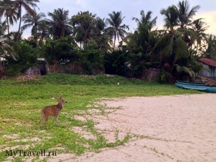 Trincomalee (tricomalee) sri-lanka - comentarii, plaje cu fotografii